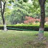 Slackline 15 m x 50 mm 150 kg – Green